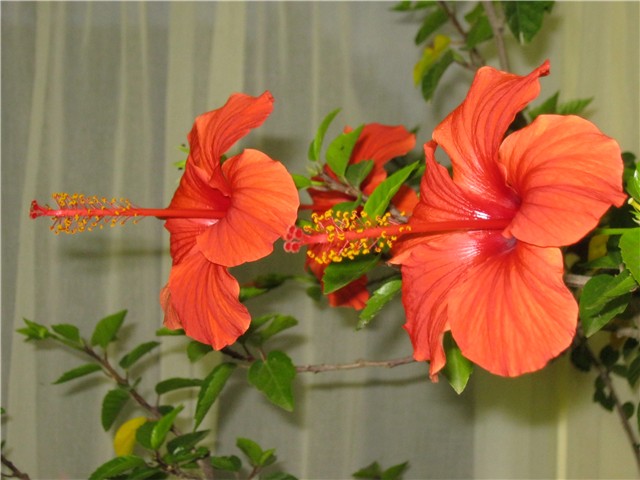 hibiskus